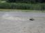 Off-Roader tamiya stadium thunder