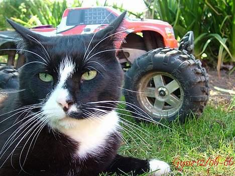 Off-Roader Savage 25 :o) - Katte ville vælge SAVAGE !  billede 3