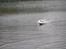 Båd EP Racing Boat