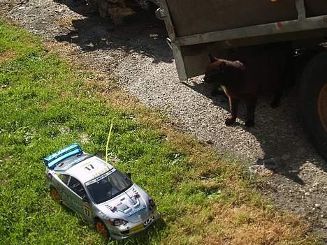 Bil qd jundi DØD - pas på jeg ikke kør dig ned ! billede 2