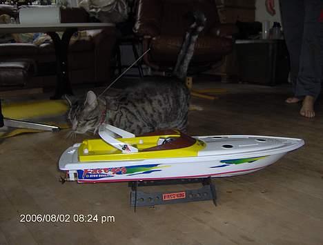 Båd fastsis shigh quality billede 6