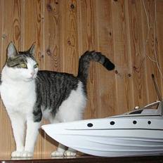 Båd Graupner portofino 