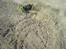 Buggy 4 wd 