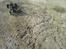 Buggy 4 wd 