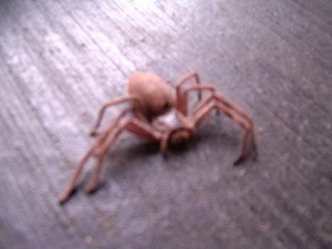 Truck Team Losi Mini-T - De er paent klamme men ufarlige... billede 7