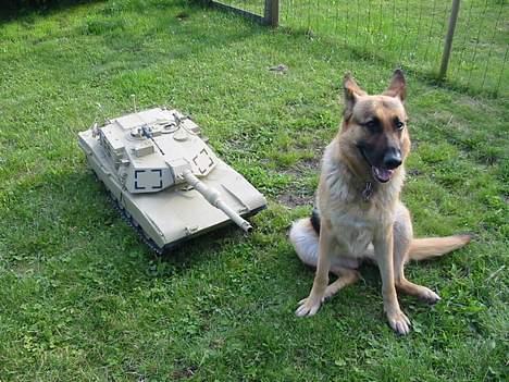 Militær ABRAMS M1A1 billede 5