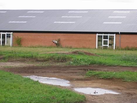 Buggy FG Marder(SOLGT) - fly baby, FLY" billede 8