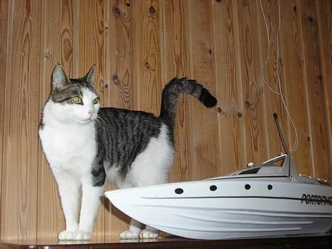 Båd Graupner portofino  billede 2