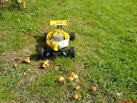 Buggy Condor billede 2