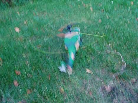 Helikopter BH-s70----- solgt billede 10