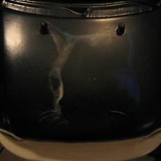 Off-Roader FG BluezCat´en