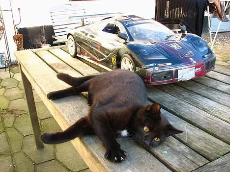 Bil Carson/FG? billede 4