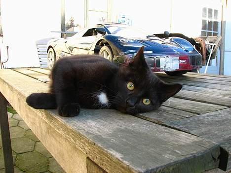 Bil Carson/FG? billede 5