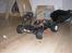 Off-Roader nitro rustler (solgt) - bilen