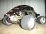 Bil blitzer beetle 