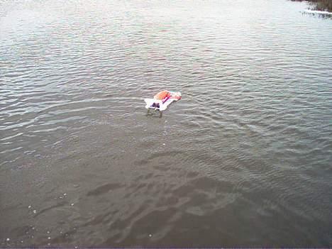 Båd feishen billede 17