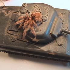 Militær Tamiya M4 Sherman tank