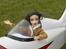 Fly gee bee sposter