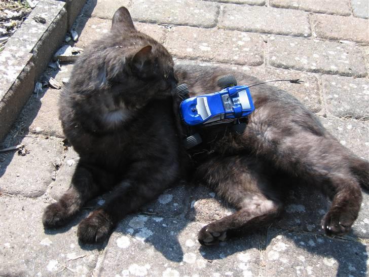 Bil Micro-T 1:36 !! - Katten ville også være med.... billede 7