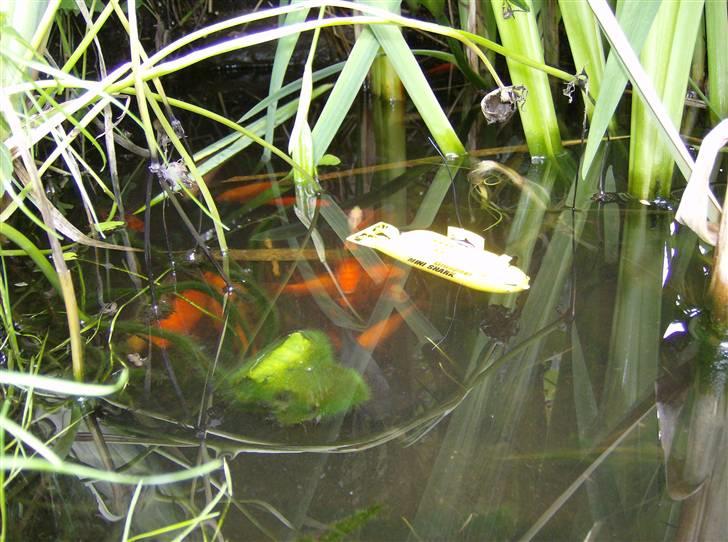 Båd U Båd Graupner mini shark - Så er vi under vandet sammen med en flok guldfisk..  billede 12