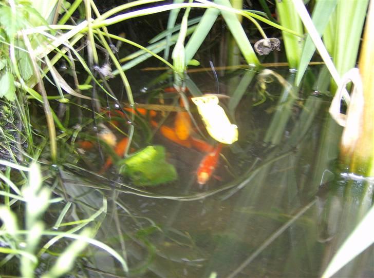 Båd U Båd Graupner mini shark - Så er vi under vandet sammen med en flok guldfisk.. billede 13