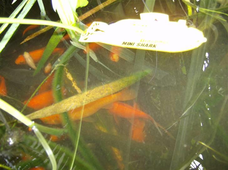 Båd U Båd Graupner mini shark - Så er vi under vandet sammen med en flok guldfisk..  billede 15