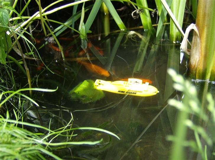 Båd U Båd Graupner mini shark - Så er vi under vandet sammen med en flok guldfisk.. billede 16