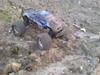 Truck hpi savage LE