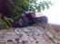 Truck Mini-T PRO Team Losi