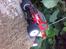 Truck Mini-T PRO Team Losi