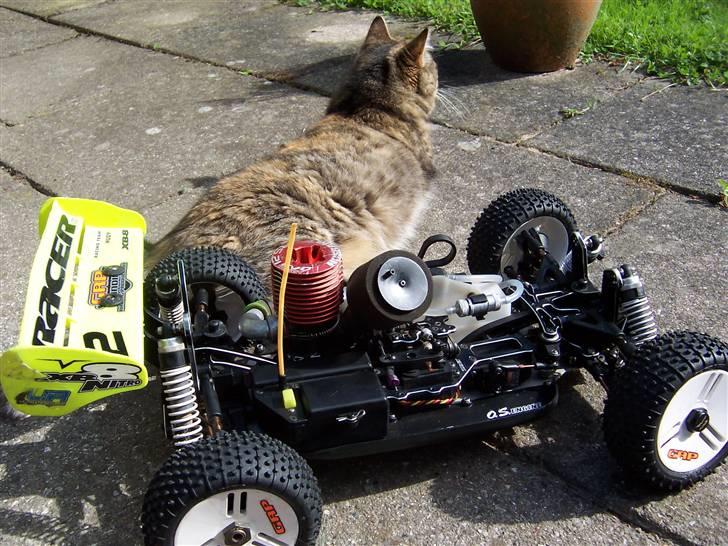 Buggy X-ray XB8 TQ - bilen og katten billede 20