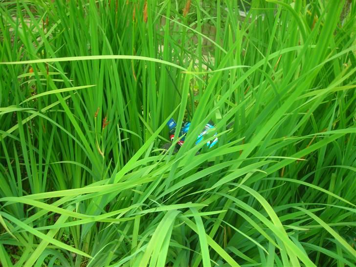 Off-Roader Team Associated RC18MT - hvor er den? billede 10