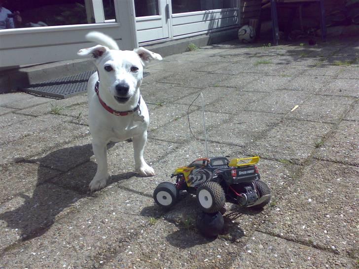 Truck Mini-T PRO Team Losi billede 16