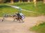 Helikopter Align T-Rex 450SE