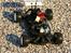 Buggy Hong Nor crt5 SOLGT