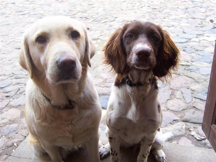 Lastbiler 92CM Monster Gummiged billede 15