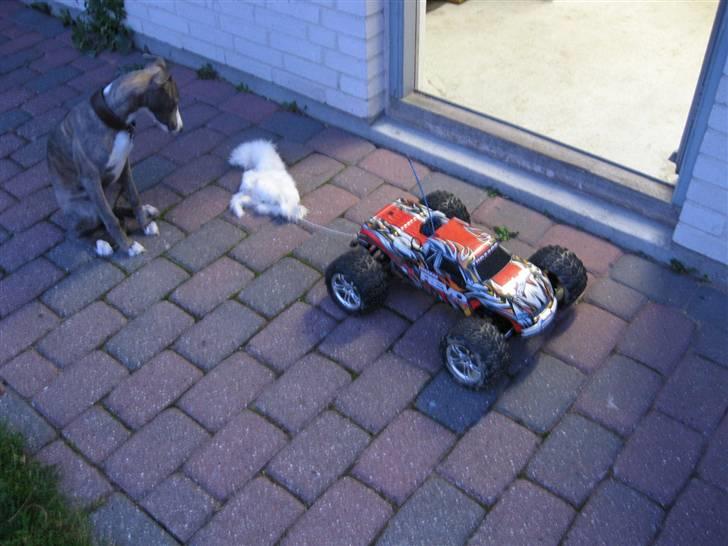 Truck Traxxas Revo 3,3 - Solgt - Revo´en er hurtig, men det er min hund også, og den kan næsten løbe den op! billede 13