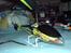 Helikopter Speed Model 