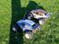 Buggy FG Monster beetle
