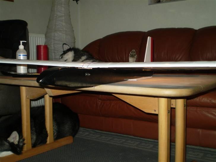 Fly Blue Phoenix billede 2