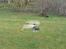 Helikopter king 2