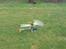 Helikopter king 2
