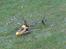 Helikopter falcon 3D