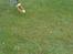 Helikopter falcon 3D