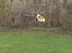 Helikopter falcon 3D