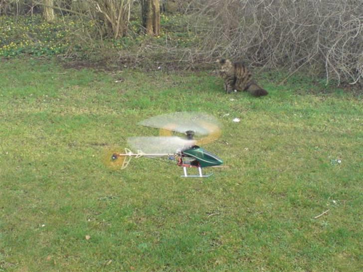 Helikopter king 2 billede 10