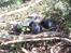 Truck Traxxas Revo 3.3