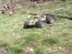Truck Traxxas Revo 3.3
