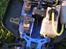 Buggy Inferno MP7.5 Sports 3