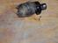 Buggy FG Marder - det der sidder i en jetpro